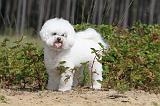 BICHON FRISE 386